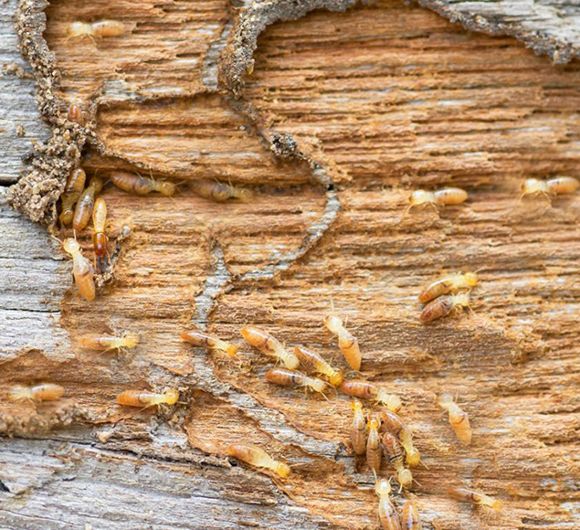 Mata cupins - Fumigação