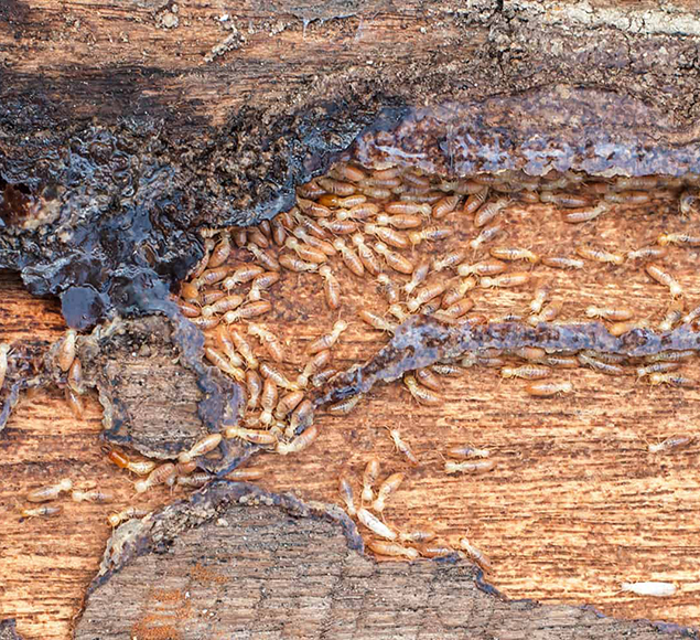 Mata cupins - Monitoramento e Inspeção