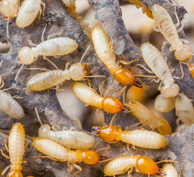 Mata cupins - Tratamento Curativo