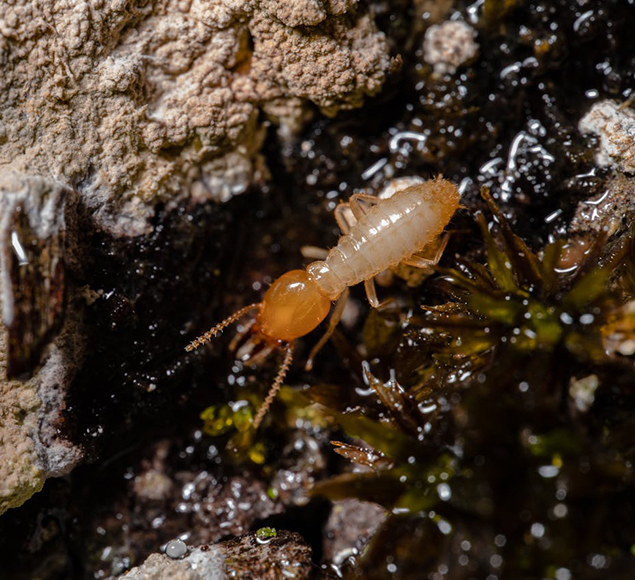 Mata cupins - Tratamento Preventivo