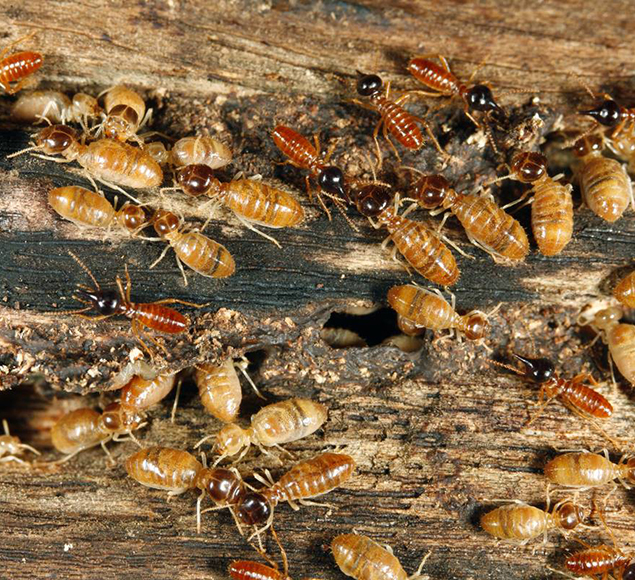 Mata cupins - Tratamento com Gel